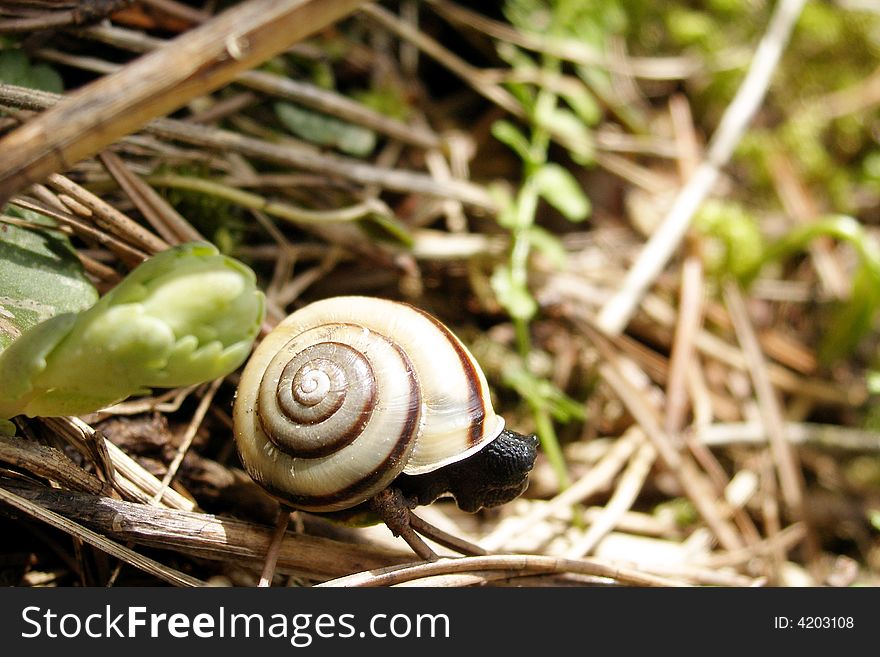 Black snail with shell on green and dry leaves.