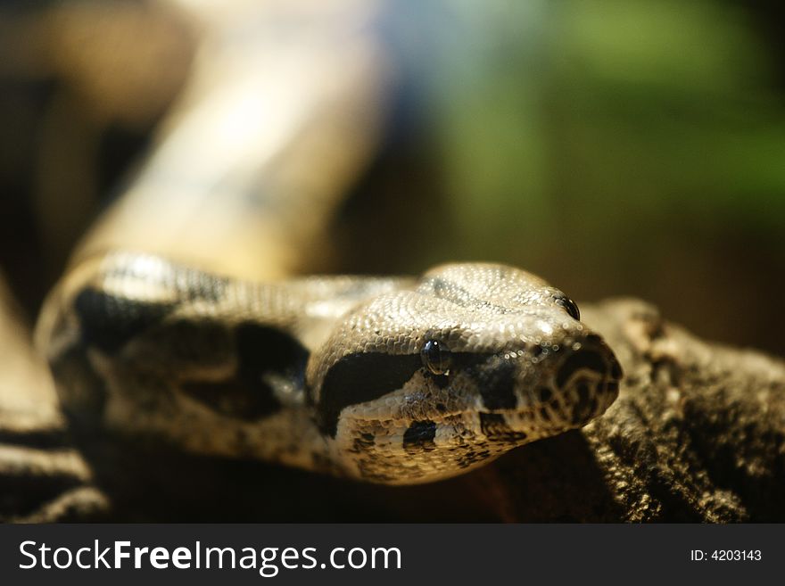 Boa Constrictor. Focus is on the eyes. Boa Constrictor. Focus is on the eyes