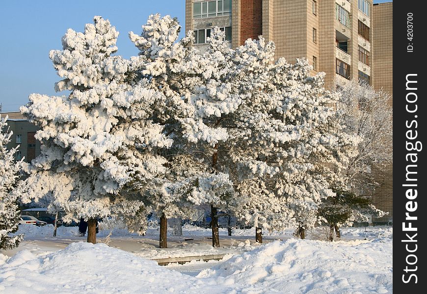 Snow-covered trees