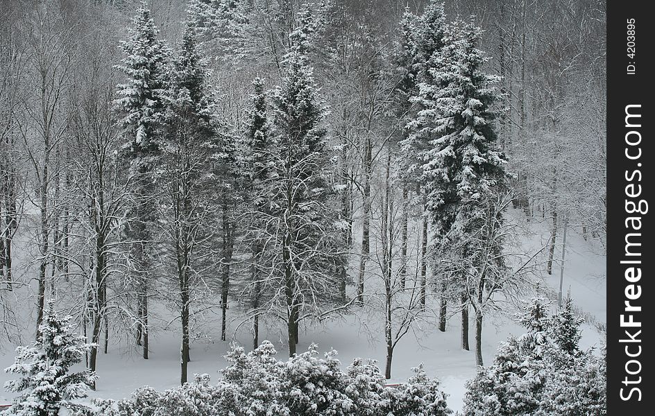 Winter background: trees after snowstorm. Winter background: trees after snowstorm