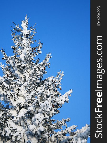 Fragment Of Snow-covered Fir-tree