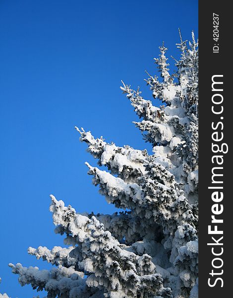 Fragment of snow-covered fir-tree. Please see some similar pictures from my portfolio: