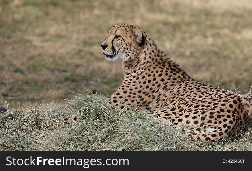 Cheetah licking lips against background of grass. Cheetah licking lips against background of grass