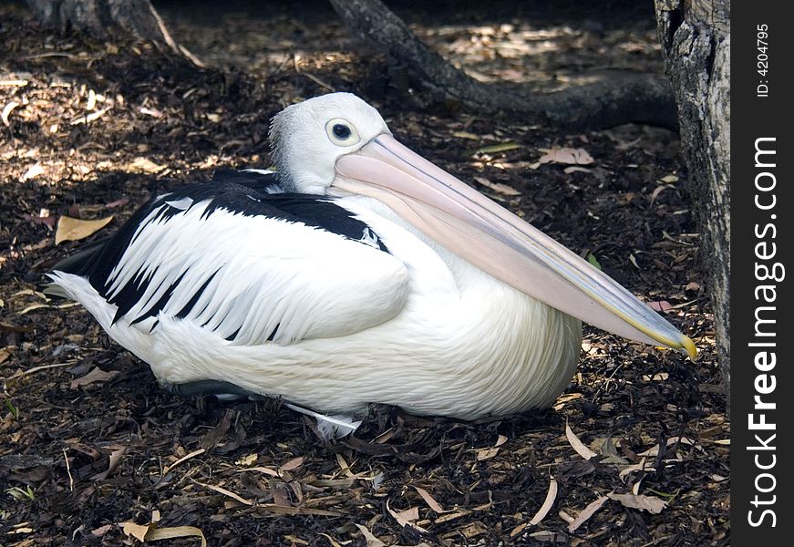 Relaxed pelican sitting amoungst leaves