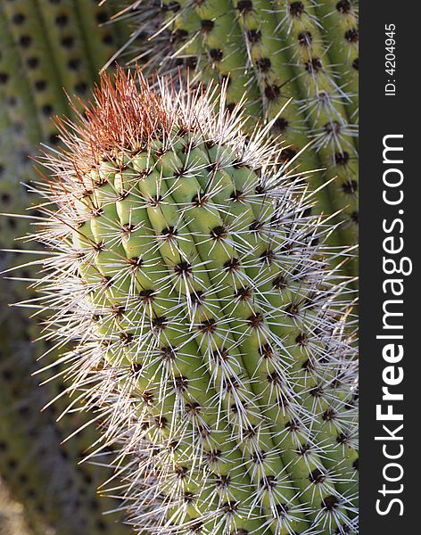 Pointed Cactus