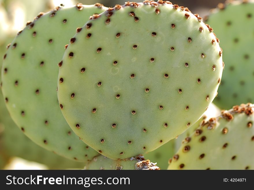 Cactus at the Desert Botanic Garden in Phoenix, Arizona. Cactus at the Desert Botanic Garden in Phoenix, Arizona