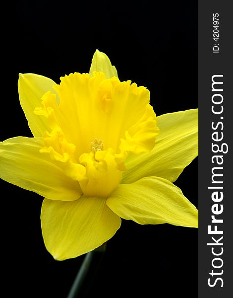 Beautiful yellow Daffodil or Narcissus on black background