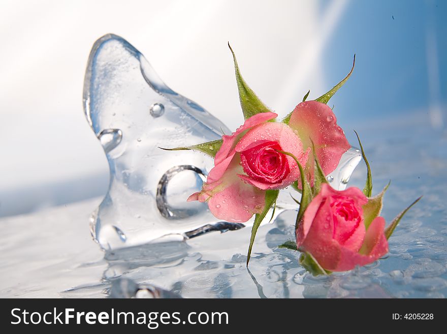 Red rose on the clear ice. Red rose on the clear ice