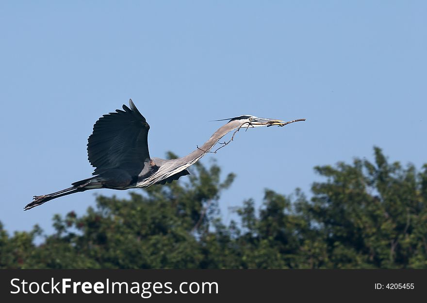Blue heron flying carry branch nestle sky