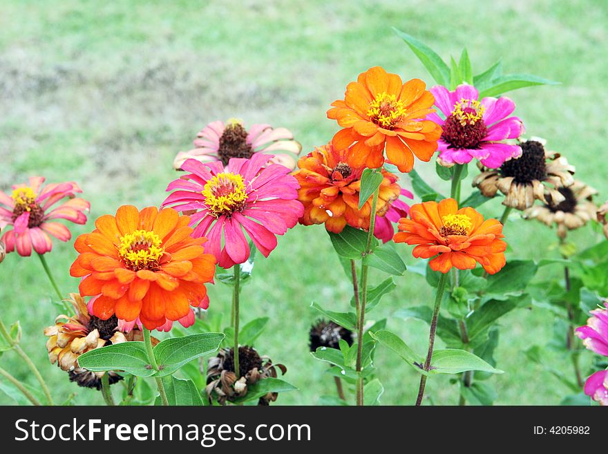 Colorful flowers in a garden.