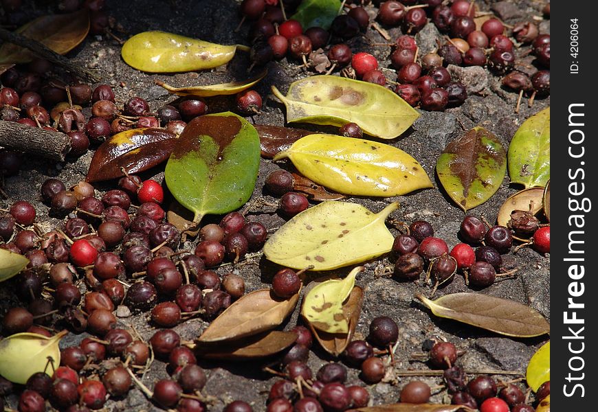 Berries and leaves on the forest floor