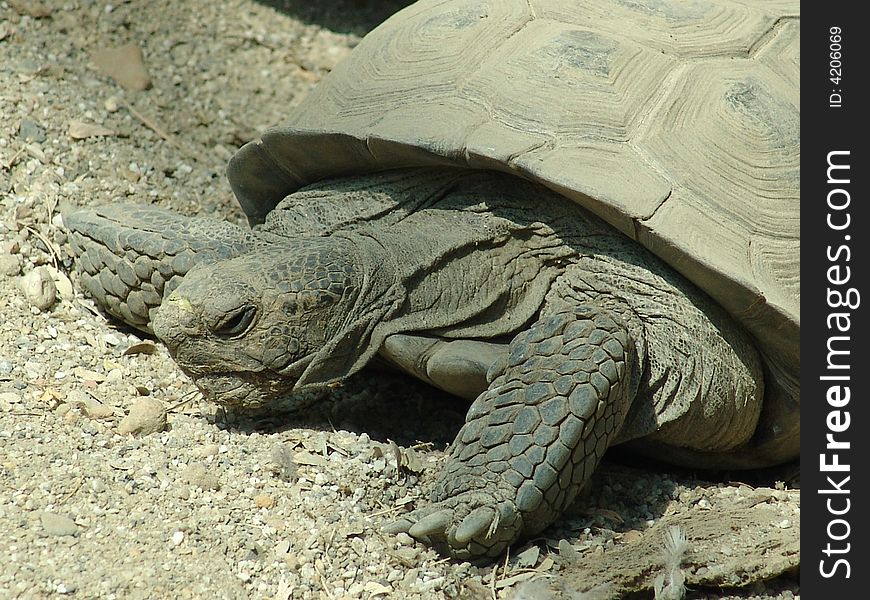 Slow joe the desert turtle at the zoo