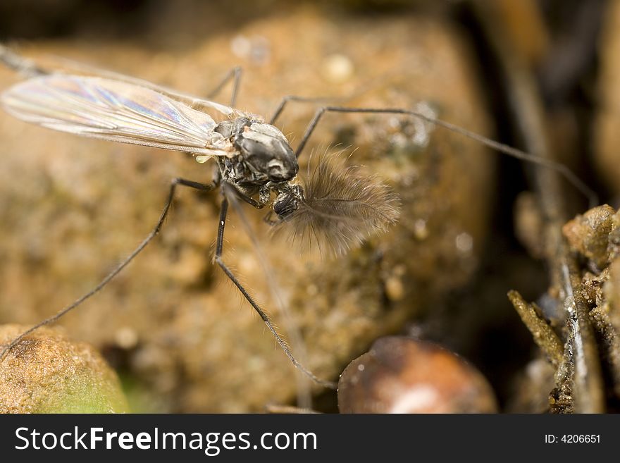 Adult midge with feather antenna