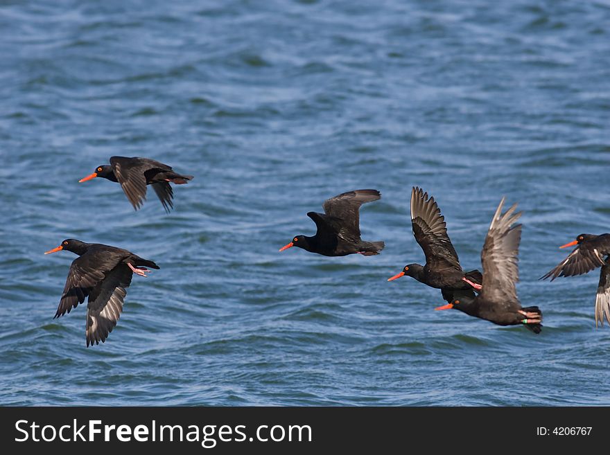 African Black Oystercatchers at the edge of a lagoon