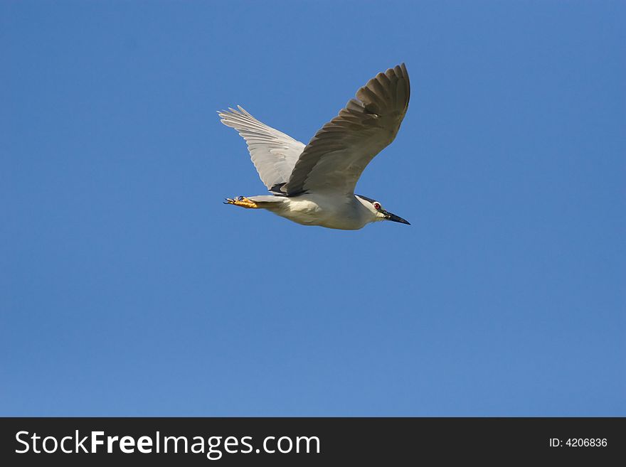 Blackcrowned Night Heron in flight against a clear blue sky