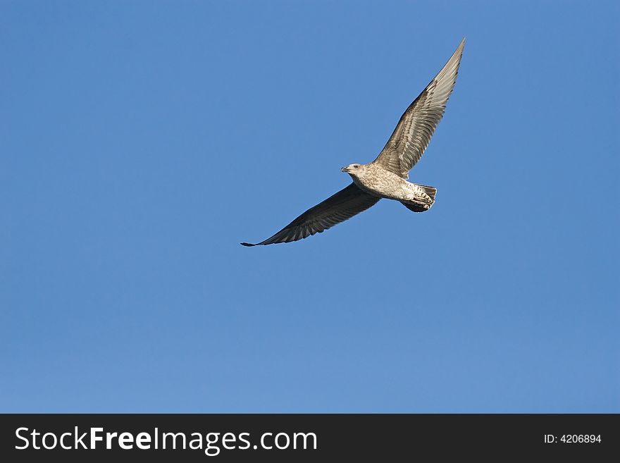Cape Kelp Gull in flight against a clear blue sky