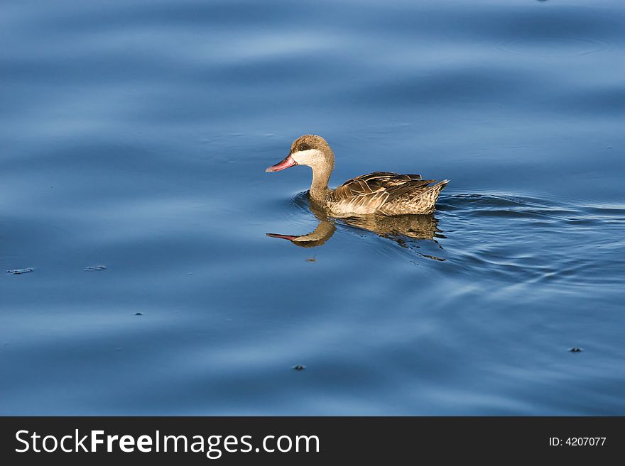 A Redbilled Teal swimming on  calm blue waters