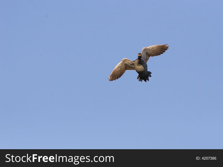 Yellowbilled duck in flight against a clear blue sky