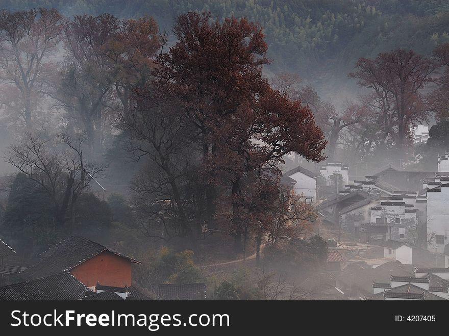 A small village with old maples trees in morning fog. A small village with old maples trees in morning fog