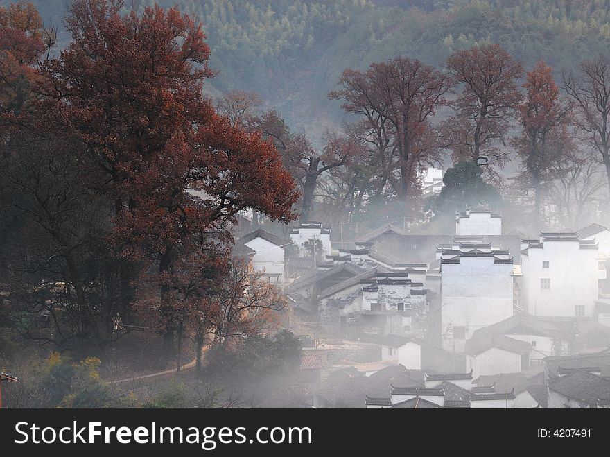 A small village with old maples trees in morning fog. A small village with old maples trees in morning fog