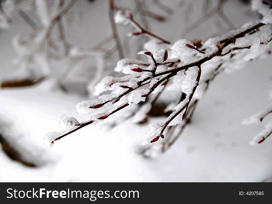 Red buds and branches freezed in ice and snow. Red buds and branches freezed in ice and snow