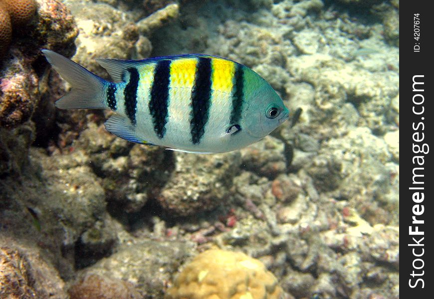 Common indo-pacific fish that lives in coral reefs.
scientific name: Abudefdus Vaigiensis
english name: Indo-Pacific Sergeant
italian name: Sergente Maggiore. Common indo-pacific fish that lives in coral reefs.
scientific name: Abudefdus Vaigiensis
english name: Indo-Pacific Sergeant
italian name: Sergente Maggiore