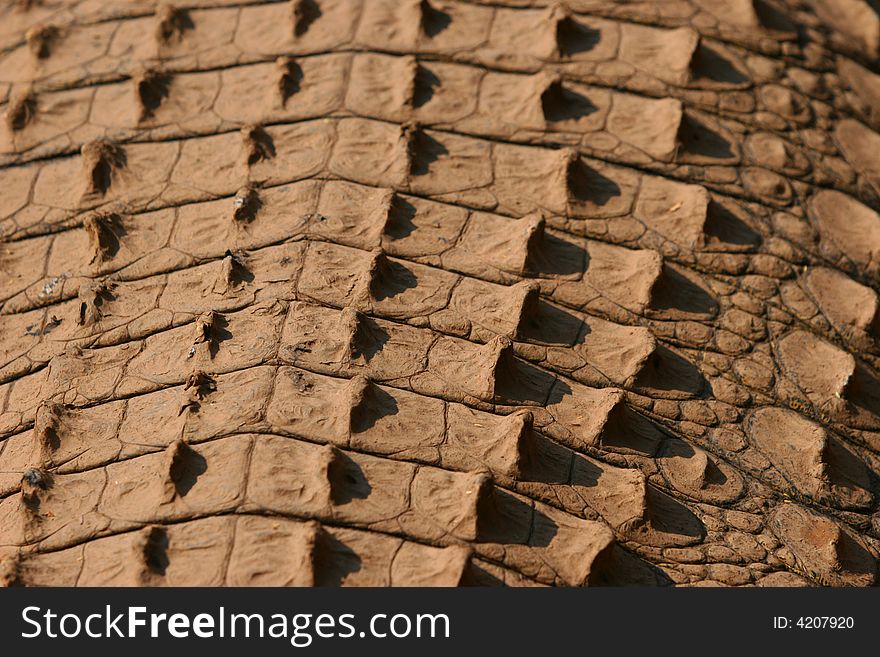 Macro photo of crocodile scales