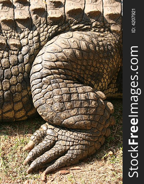 Closeup photo of a crocodile's leg. Closeup photo of a crocodile's leg
