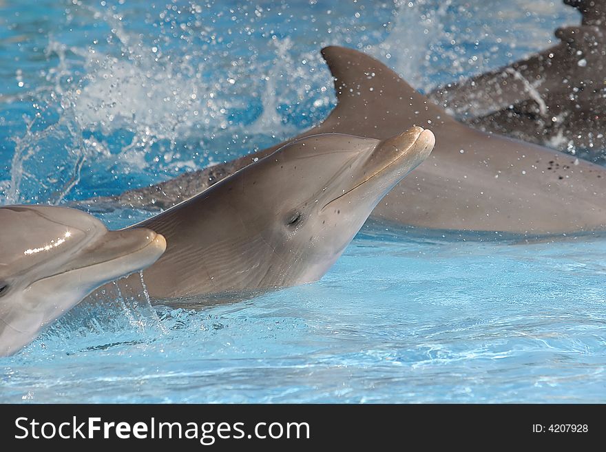 Playful dolphins at the Zoo