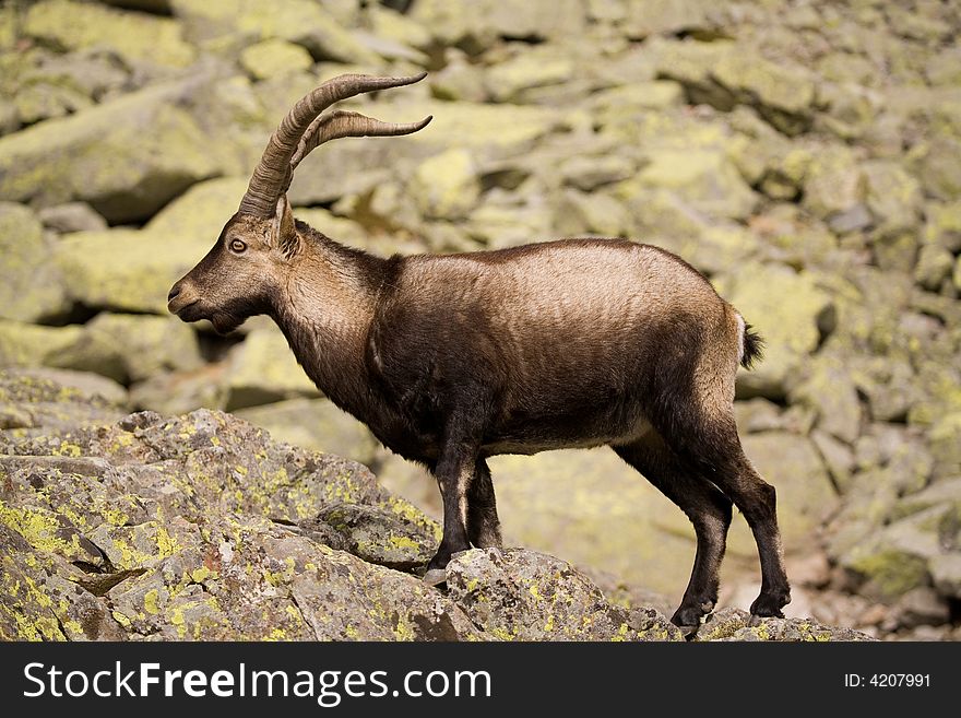 Wild goat. Gredos natural park. Avila, Spain