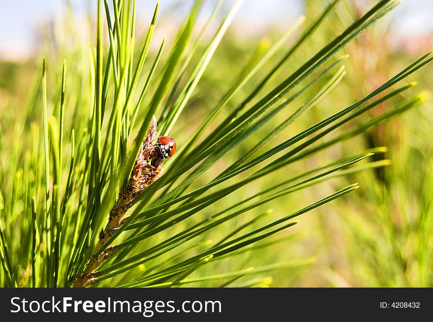Closeup of a ladybug on a pine branch