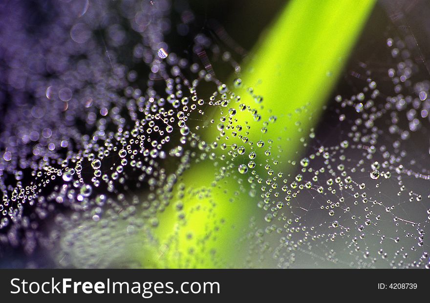 Waterdrops on a spider web
