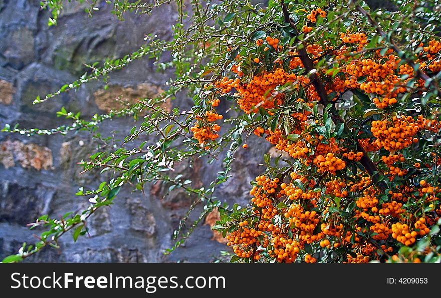 Photo of the bush with ripe juicy berries