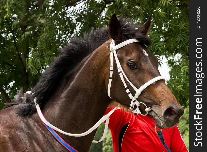 Portrait of horse.