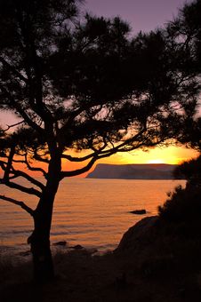 Pine Tree Against Sea Sunset And Mountains Stock Photography