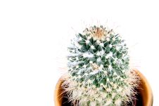 Cactus Royalty Free Stock Image Cactus Royalty Free Stock Image
