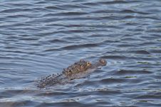 Florida Alligator Stock Photography