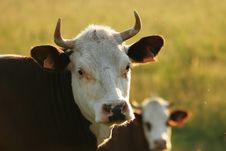 Portrait Of Cow Royalty Free Stock Photography