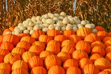 A Mound Of Pumpkins Ready To Buy Royalty Free Stock Photos A Mound Of Pumpkins Ready To Buy Royalty Free Stock Photos