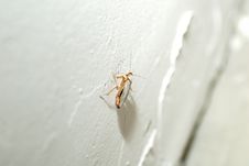 Cockroach On Wall Royalty Free Stock Photos Cockroach On Wall Royalty Free Stock Photos