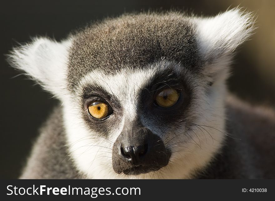 Close-up of a cute ring-tailed lemur