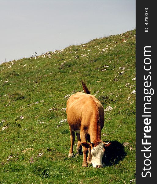 Cow eating grass in Buila mountains. Cow eating grass in Buila mountains.