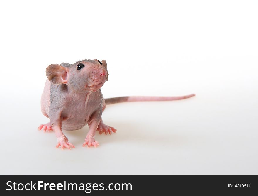 Decorative hairless rat on a white background. Decorative hairless rat on a white background.