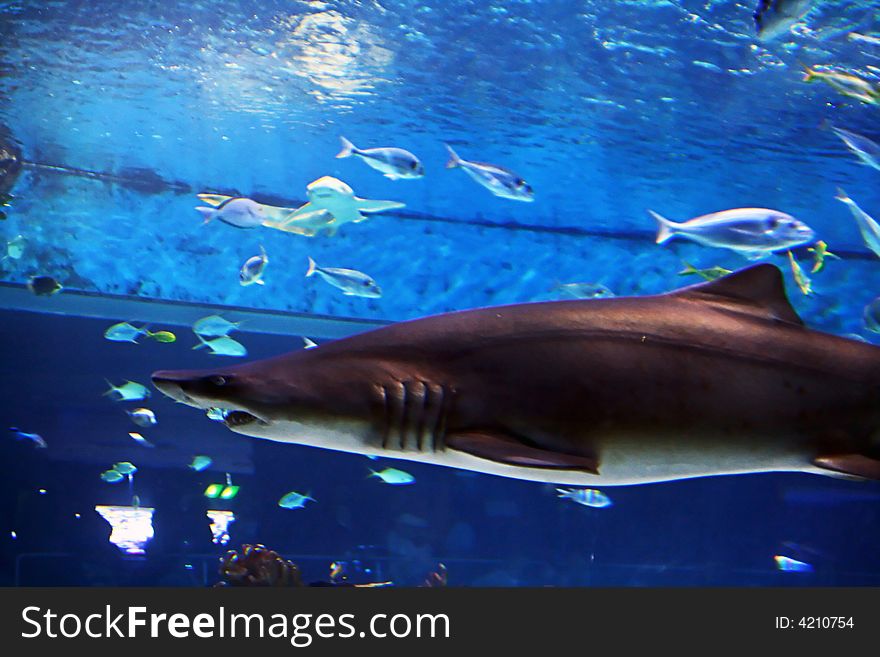 Shark In Aquarium