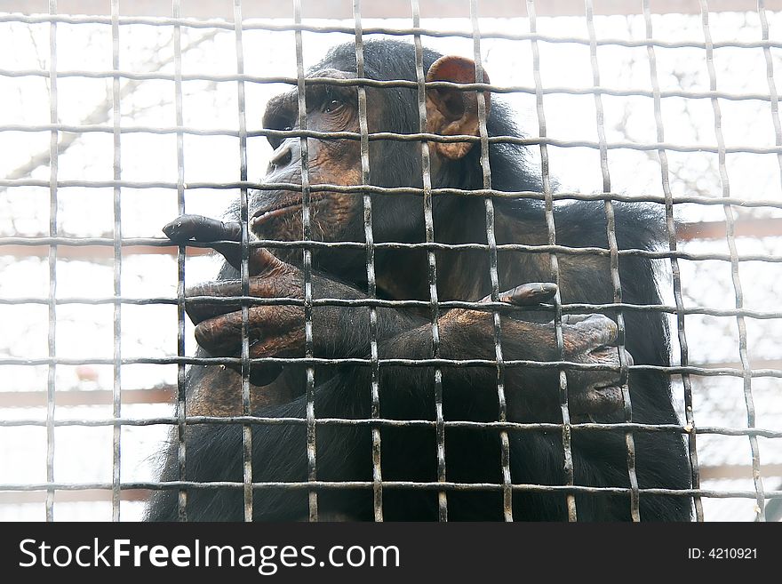 Close up of chimp in cage