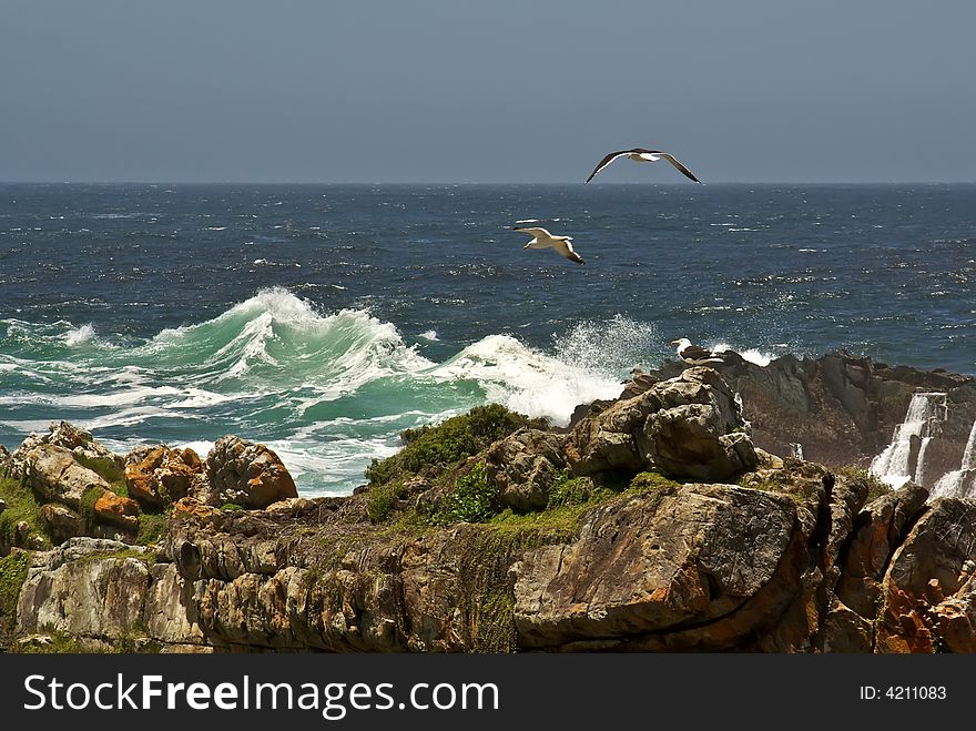 Gulls soaring in ocean cost against stormy weather