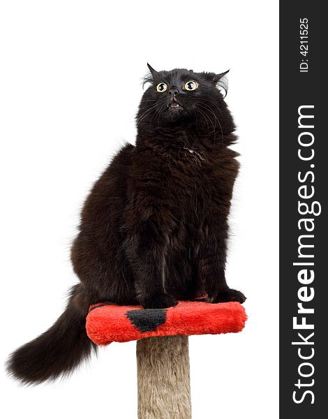 Sitting black angry cat isolated