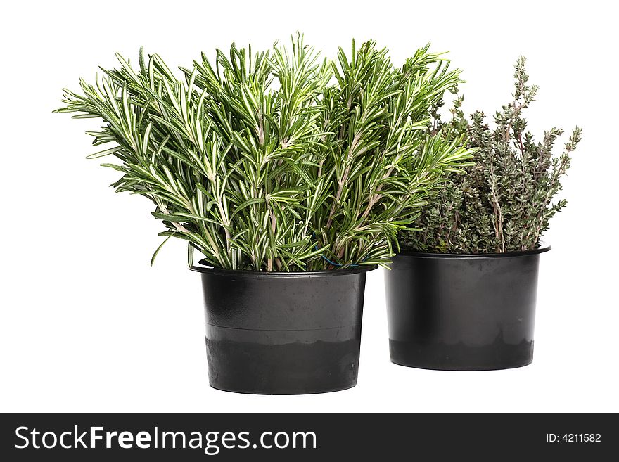 Fresh Rosemary And Thyme