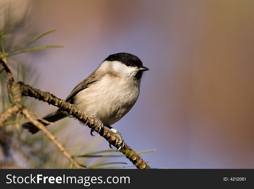 Willow Tit