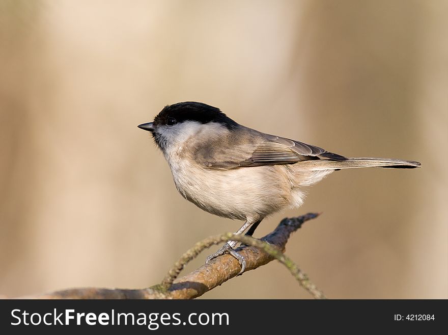 Willow tit
Canon 400D + 400mm 5.6L